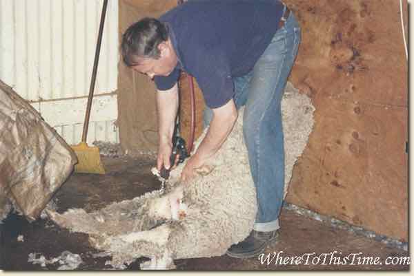 sheepshearing-wheretothistime.com